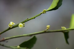 Maytenus acuminata