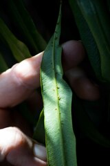 Microsorum punctatum