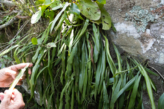 Microsorum punctatum