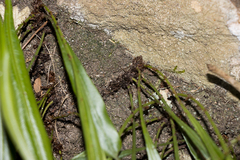 Microsorum punctatum