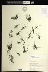 Podostemum ceratophyllum