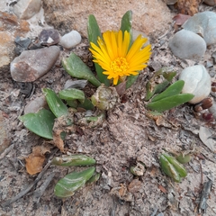 Glottiphyllum longum