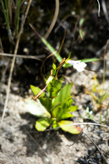 Mimulus gracilis