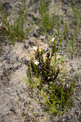 Mimulus gracilis