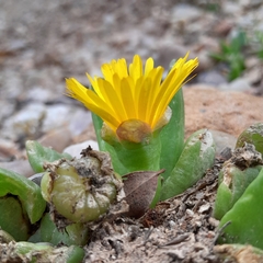 Glottiphyllum longum