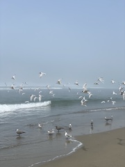 Chroicocephalus cirrocephalus