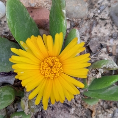 Glottiphyllum longum