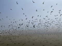 Chroicocephalus cirrocephalus