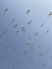 Chroicocephalus cirrocephalus