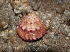 Calliostoma zizyphinum