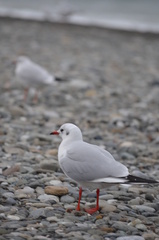 Chroicocephalus ridibundus