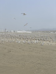 Chroicocephalus cirrocephalus