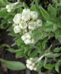 Antennaria anaphaloides