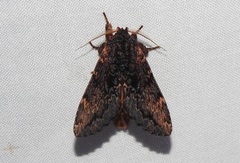 Sorama bicolor