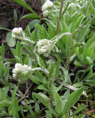 Antennaria anaphaloides