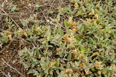 Atriplex maximowicziana