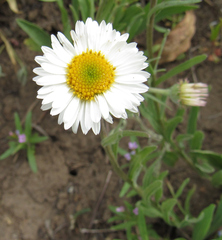 Erigeron caespitosus