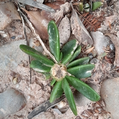 Glottiphyllum