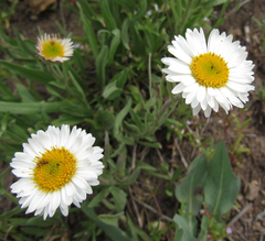 Erigeron caespitosus