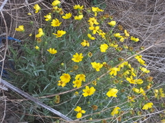 Coreopsis grandiflora