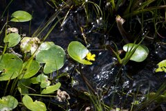 Nymphoides thunbergiana