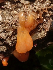 Morchellium argus