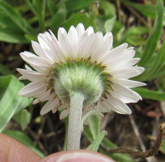 Erigeron caespitosus
