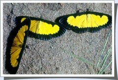 Xanthyris flaveolata