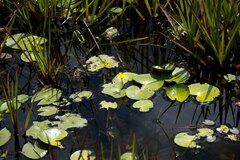 Nymphoides thunbergiana