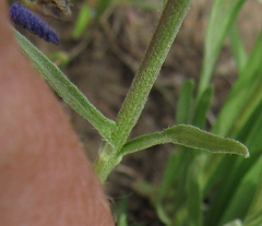 Erigeron caespitosus