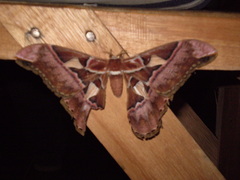 Rothschildia speculifer