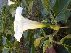 Datura innoxia