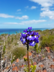Lobelia valida