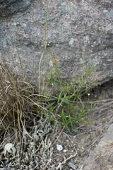 Oldenlandia herbacea