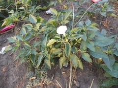 Datura innoxia