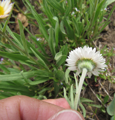 Erigeron caespitosus