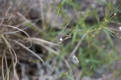 Oldenlandia herbacea