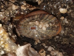 Diodora graeca