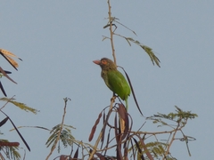 Psilopogon zeylanicus