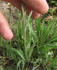 Erigeron caespitosus