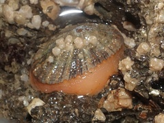 Diodora graeca