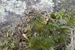 Oldenlandia herbacea