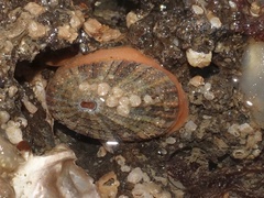 Diodora graeca