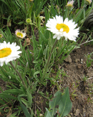 Erigeron caespitosus