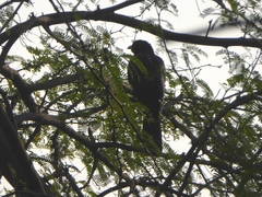 Eudynamys scolopaceus