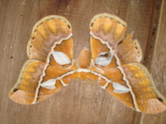 Rothschildia hesperus