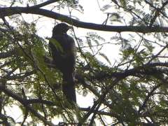 Eudynamys scolopaceus