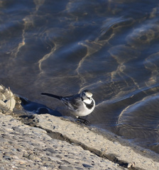 Motacilla alba
