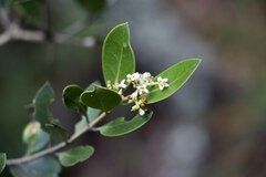 Olea capensis enervis