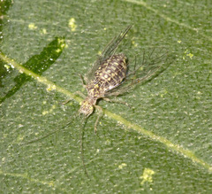 Teliapsocus
